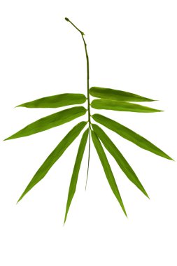 Beyaz arka plan üzerinde izole bambu yaprak