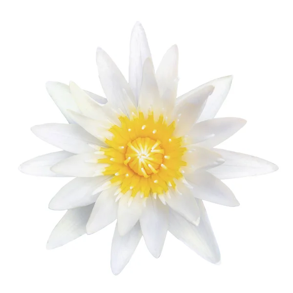 üst görünüm Beyaz Lotus kırpma yolu ile beyaz arka planda yalıtılmış