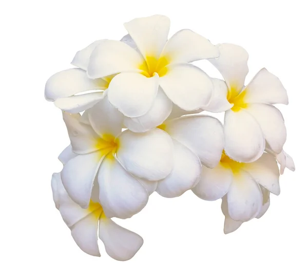 Plumeria Flores de ramo aisladas sobre fondo blanco . — Foto de Stock