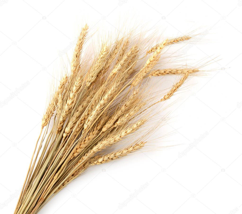 Dry wheat grains branch isolated on white background table top v