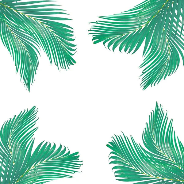 Natura pozostawia ramkę na tekst wykonany z zielonego liści palmowych na białym tle — Zdjęcie stockowe