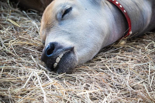 Photos of close-up teeth of sleeping buffalo