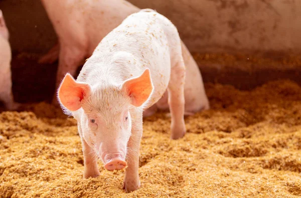 Pig standing on the golden husk looking at the camera, organic p — Stock Photo, Image