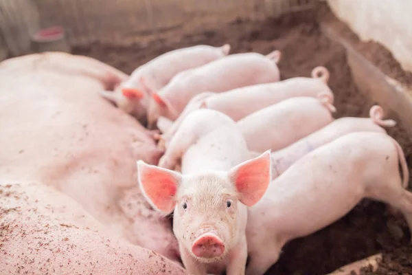 Piglet was looking at the camera while the mother pig was breast — Stock Photo, Image