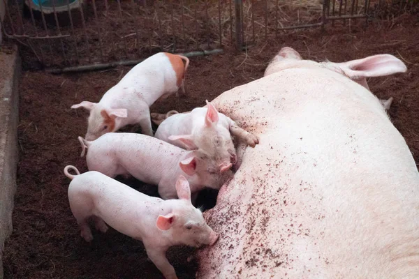 Piglets are competing for milk on rural organic farms. Agricultu — Stock Photo, Image