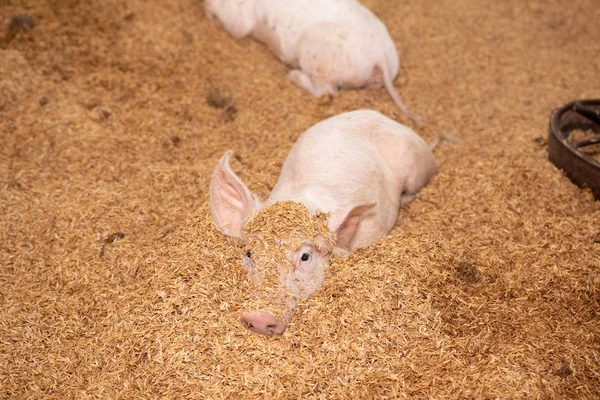 The piglet conceals under the husk. In rural organic farms. Agri — Stock Photo, Image