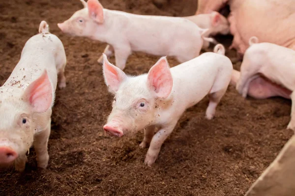 Piglets are playing in rural organic farms. Agriculture, livesto — Stock Photo, Image