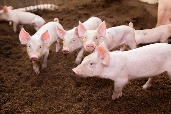 Many pigs are walking on the chaff in an organic pig farm. Rural — Stock Photo, Image