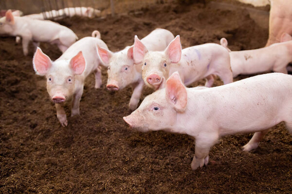 Many pigs are walking on the chaff in an organic pig farm. Rural