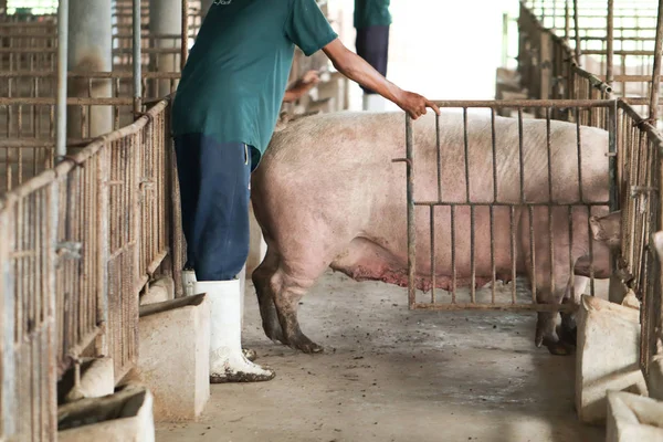 Farmers are corning back into the pig farm. Pig farm organic liv — Stock Photo, Image