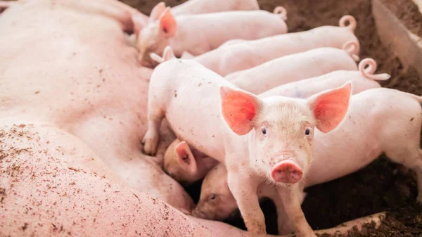 Piglet was looking at the camera while the mother pig was breast — Stock Photo, Image