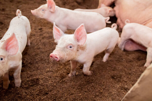 Many pigs are walking on the chaff in an organic pig farm. Rural