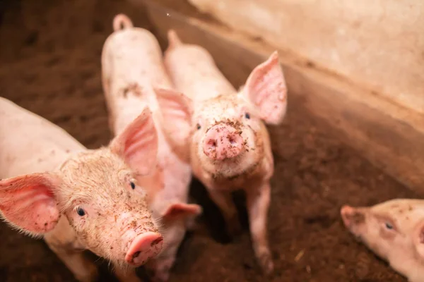 Many pigs are walking on the chaff in an organic pig farm. Rural — Stock Photo, Image