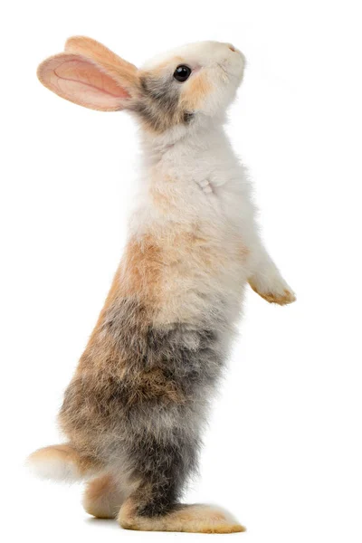 Dreifarbiges Neugeborenes Kaninchen Das Steht Und Nach Oben Schaut Studioaufnahme — Stockfoto
