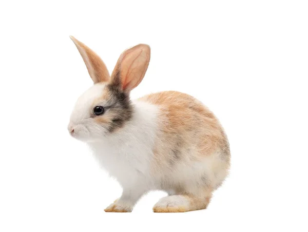 Entzückendes Dreifarbiges Kaninchen Das Steht Und Nach Oben Schaut Studioaufnahme — Stockfoto