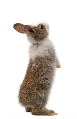 Yeni doğmuş tavşan ayakta ve tepeye bakıyor. Stüdyo çekimi, kırpma yolu olan beyaz arkaplanda izole edilmiş