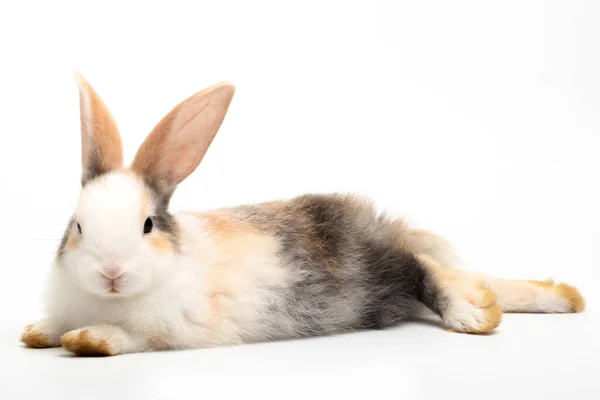 Conejo Tres Colores Acostado Mirando Cámara Aislada Sobre Fondo Blanco —  Fotos de Stock