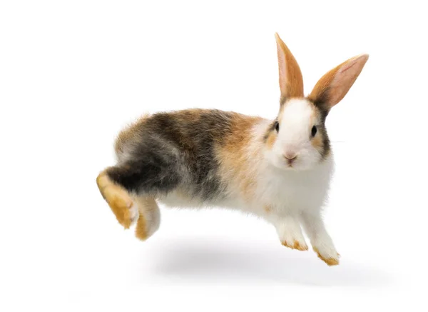 Conejo Tres Colores Bebé Saltando Jugando Aislado Sobre Fondo Blanco Imagen de archivo