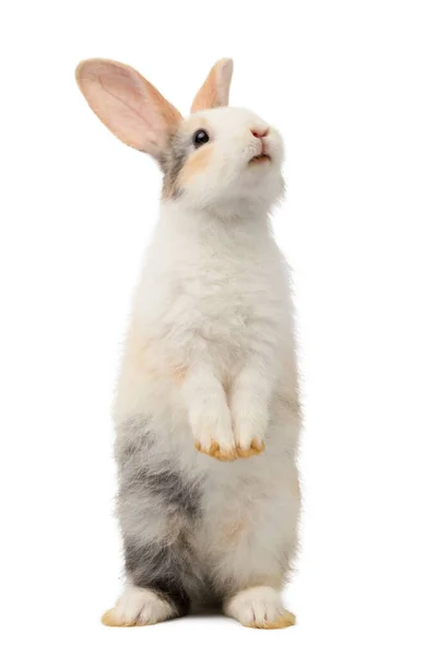 Renkli Yeni Doğmuş Tavşan Ayakta Tepeye Bakıyor Stüdyo Görüntüsü Beyaz — Stok fotoğraf