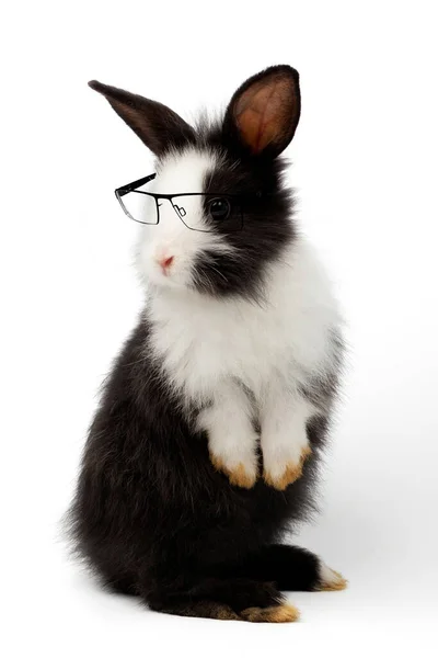 Очаровательный Черно Белый Кролик Стоящий Смотрящий Верх Очках Студийный Снимок — стоковое фото