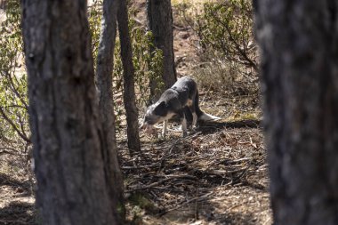 Yavru tilkinin civciv yediği yakın plan.