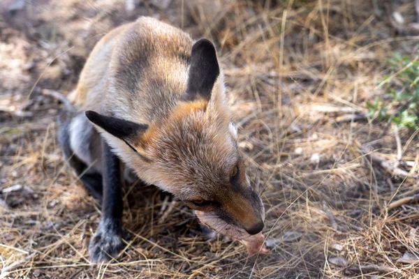 Close Young Fox Eating Chicke — Stock Photo, Image