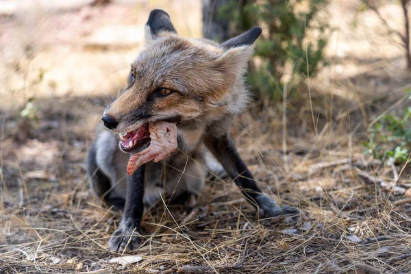 若いキツネがチキンを食べて — ストック写真