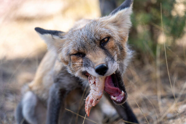 Close-up of young fox eating chicke