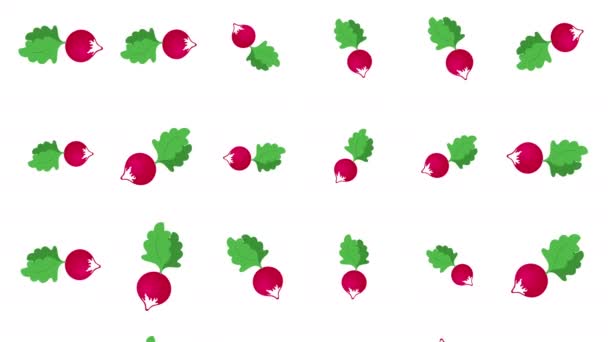 Background with falling radish — Stock Video