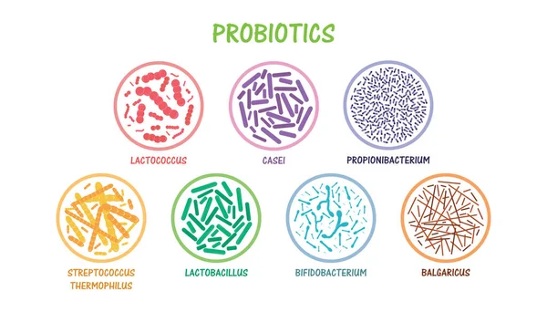 Reihe probiotischer Bakterien — Stockvektor