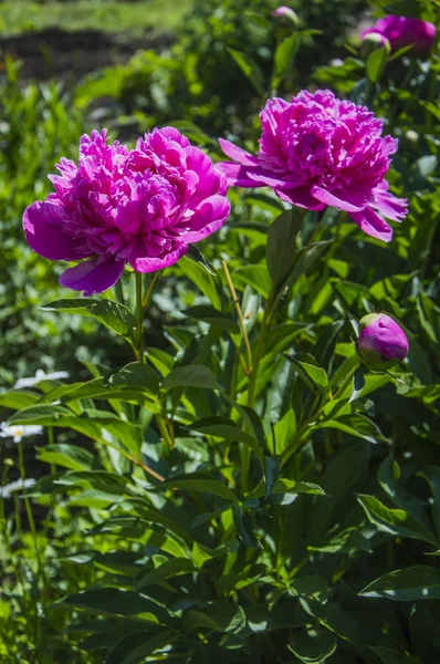 Paeonia Lactiflora Flores Crescendo Jardim — Fotografia de Stock