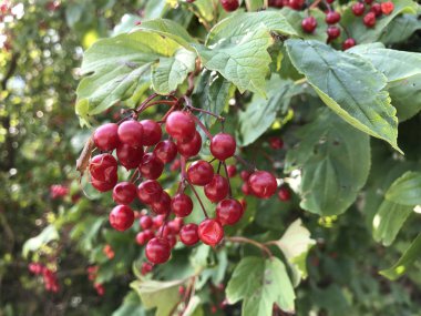 Rhone Vadisi İsviçre'deki Avrupa kızılcık meyve