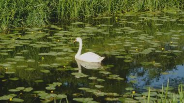 İngiltere 'de Somerset' teki Shapwick Heath Ulusal Doğa Koruma Alanında Kuğu