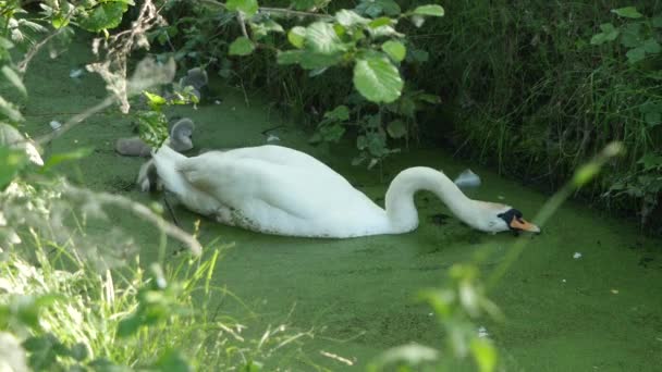 Swan Family Eating Duckweed Shapwick Heath National Nature Reserve Somerset — Stock video