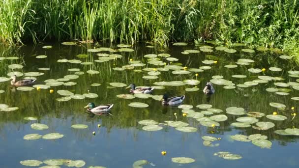 Ducks Shapwick Heath National Nature Reserve Somerset England — Stock Video