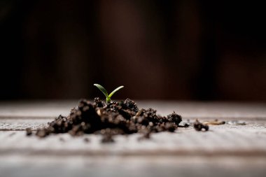 Büyüme, Yatırım veya başlangıç. Finans, kalkınma ve ticaret piyasası kavramı. Toprağa sikke ve büyüyen bir filiz.