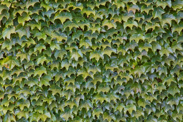 緑の背景。テクスチャとアブストラクトサーフェス。フェンスに植物を編組。同じ緑の葉。テキストのコピースペース — ストック写真