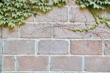 Yeşillik işlemeli tuğlalar. Doğal malzeme. Arkaplan. Soyut doku ve dış görünüş. Boşluğu kopyala