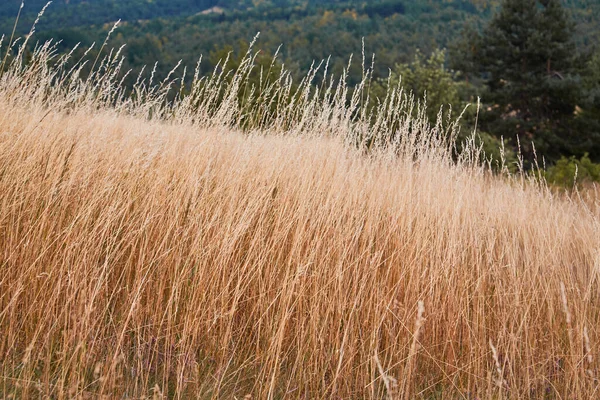 背の高い乾燥した草が畑で成長する。秋の収穫。背景に森。丘陵地と原生自然景観のコンセプト — ストック写真