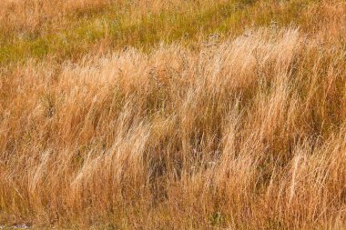 Kuru çimenler ve çöl arazisi. Doğal manzara ve çim tarlası. Yaz ya da sonbahar mevsimi. Özgürlük, doğa görüşü kavramı