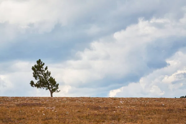 乾燥した草の上に孤独な松の木。曇った青空。秋の自然景観と処女性の概念。右側のスペースをコピー — ストック写真