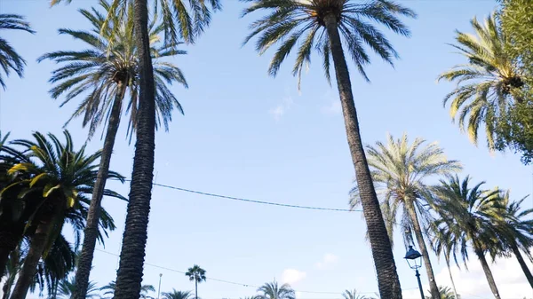 Pohled vzrostlých palem za slunečného dne. V UK. Krásné vysoké palmy v městském prostředí — Stock fotografie