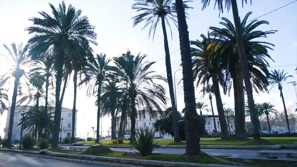 Güneşli bir görünümü ve uzun palmiye ağaçlarının. Hisse senedi. Kentsel ortamda güzel uzun palmiye ağaçları — Stok fotoğraf