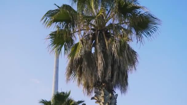 青空背景に孤独なヤシ。在庫があります。都市の孤独な椰子の木 — ストック動画