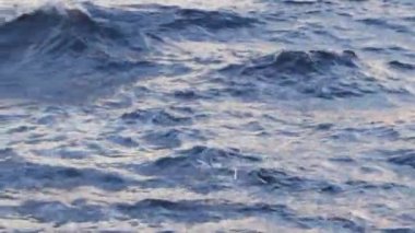 Mavi su arka plan üzerinde uçan martı. Hisse senedi. Martı denizin uçar