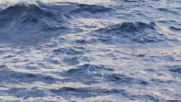 Zeemeeuw, vliegen over de achtergrond van het blauwe water. Voorraad. Meeuw vliegt over de zee — Stockvideo