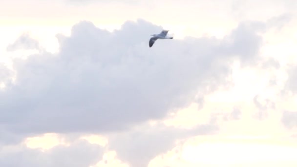 La mouette vole dans le ciel au-dessus des eaux marines. Des actions. La mouette chasse au-dessus de la mer — Video