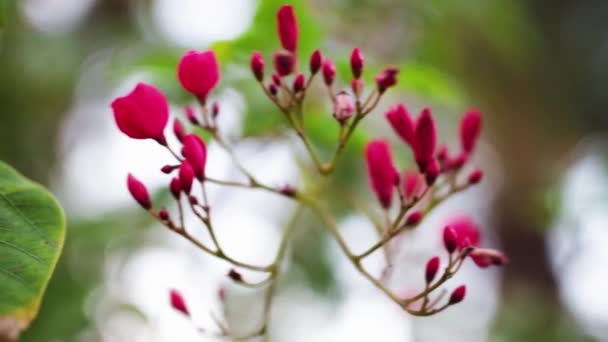 Fondo de flores rosadas pequeñas. Acciones. Planta con pétalos rosados pequeños — Vídeos de Stock