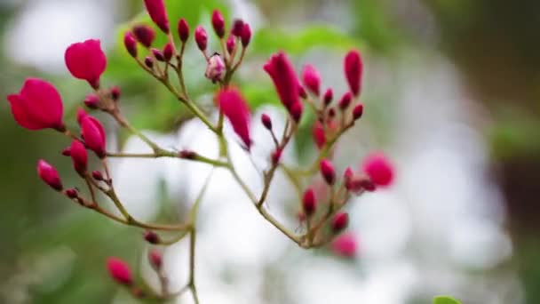 핑크 작은 꽃 배경입니다. 주식입니다. 작은 핑크색 꽃잎을 가진 식물 — 비디오