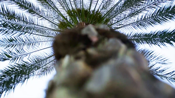 Blick von unten auf eine schöne Palme mit blauem Himmel. Aktien. Blick von unten auf die Palme — Stockfoto